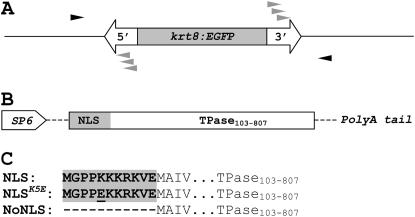 Figure 1.—