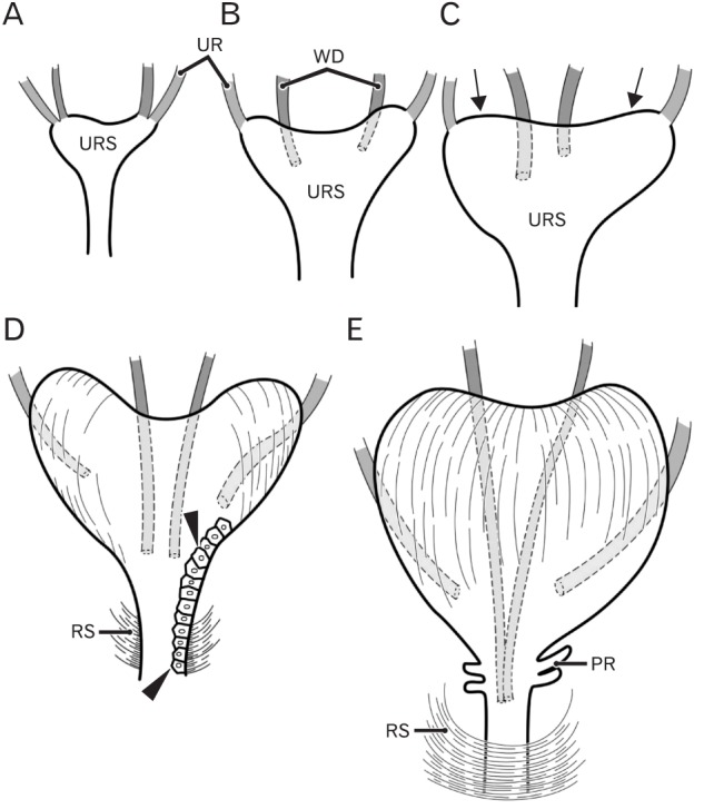 Fig. 9