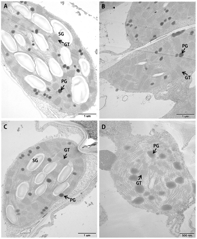 FIGURE 4