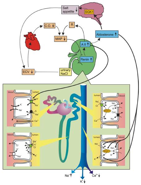 Fig. 1