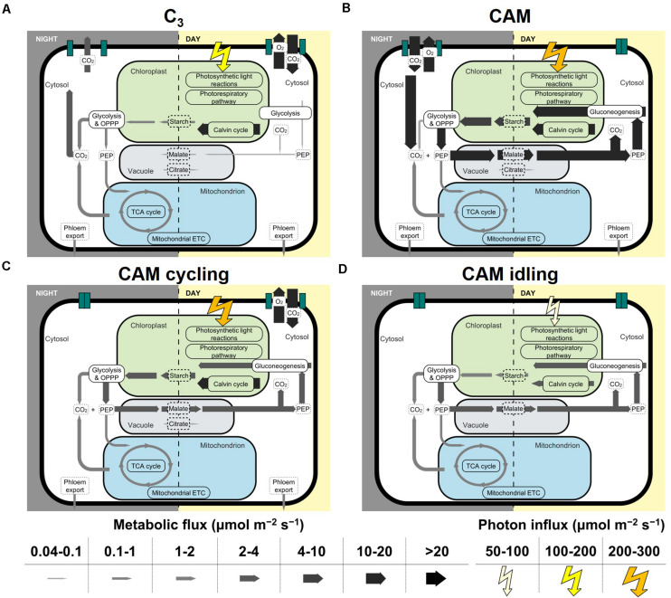 FIGURE 2