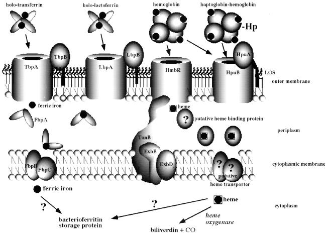 FIG. 1.