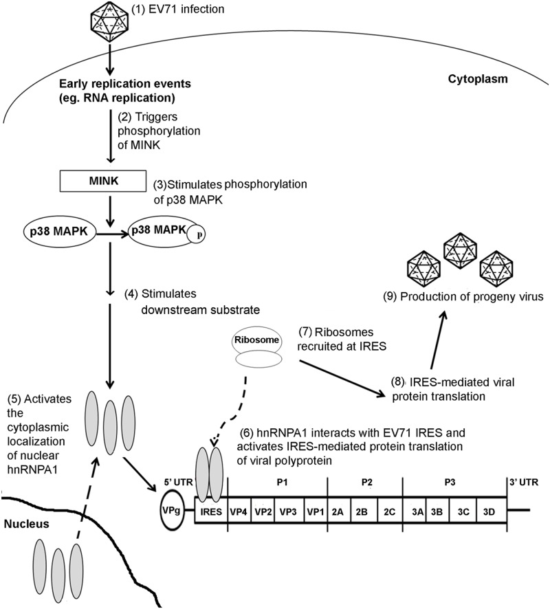 Fig 9