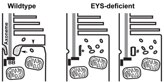 Fig. 8.