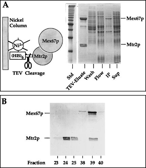 FIG. 6