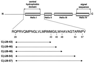 FIG. 1.