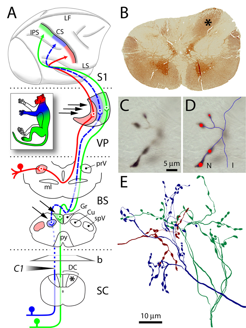 Fig. 1