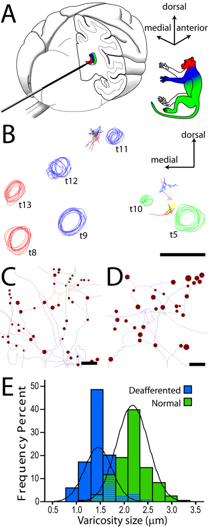 Fig. 6