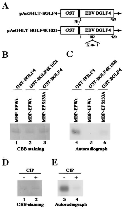 FIG. 7.