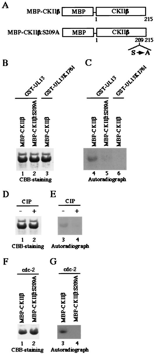 FIG. 8.