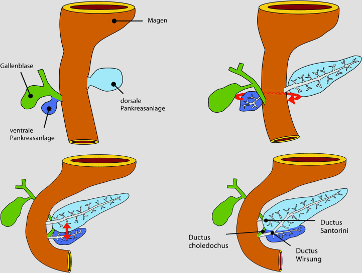 graphic file with name 978-3-642-24710-1_21_Fig2_HTML.jpg