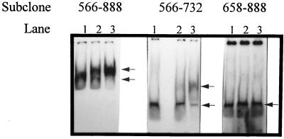 FIG. 7