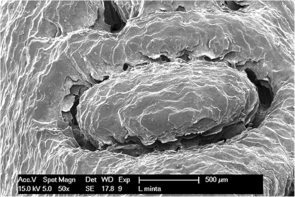 Fig. 10