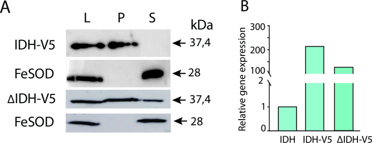 Fig 11