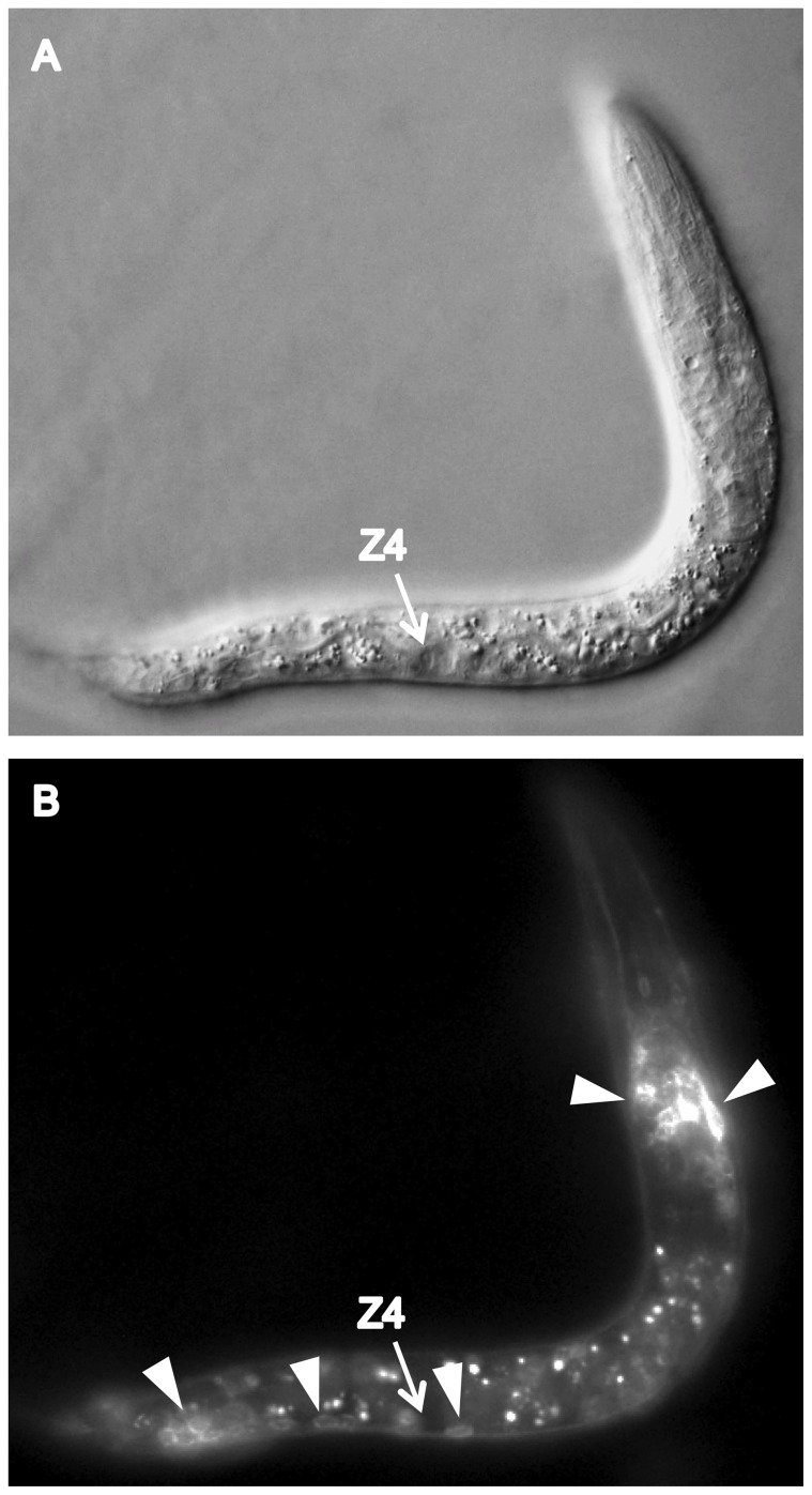 Figure 9