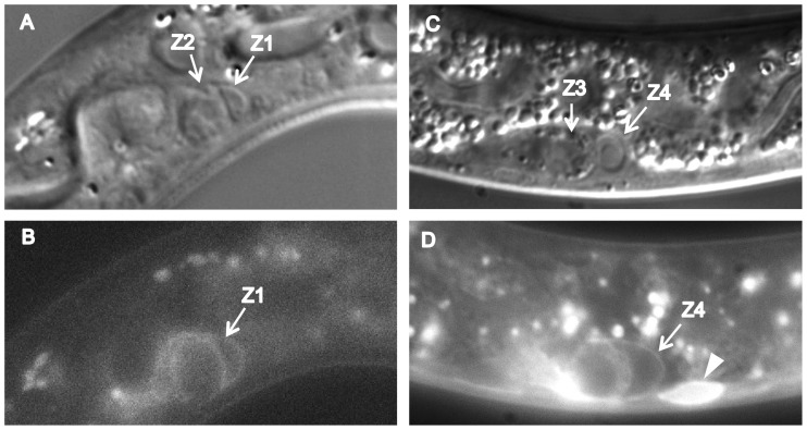 Figure 12