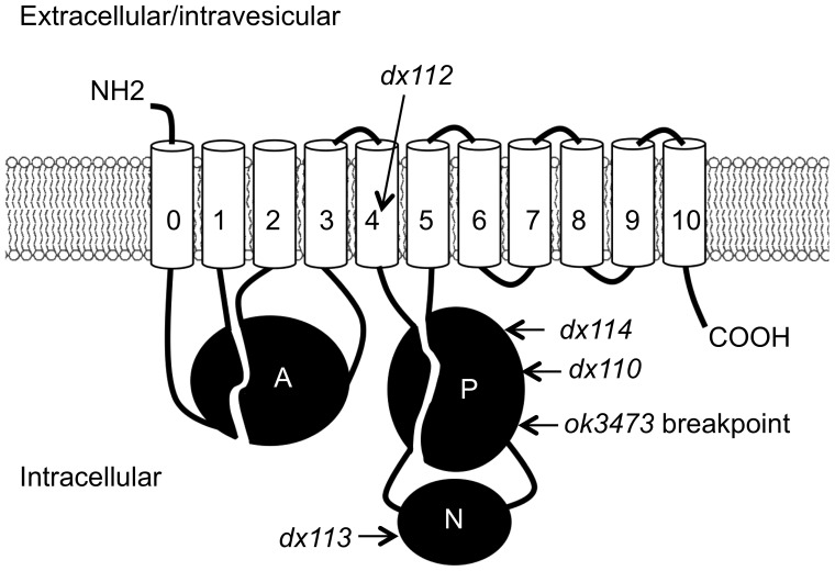 Figure 2