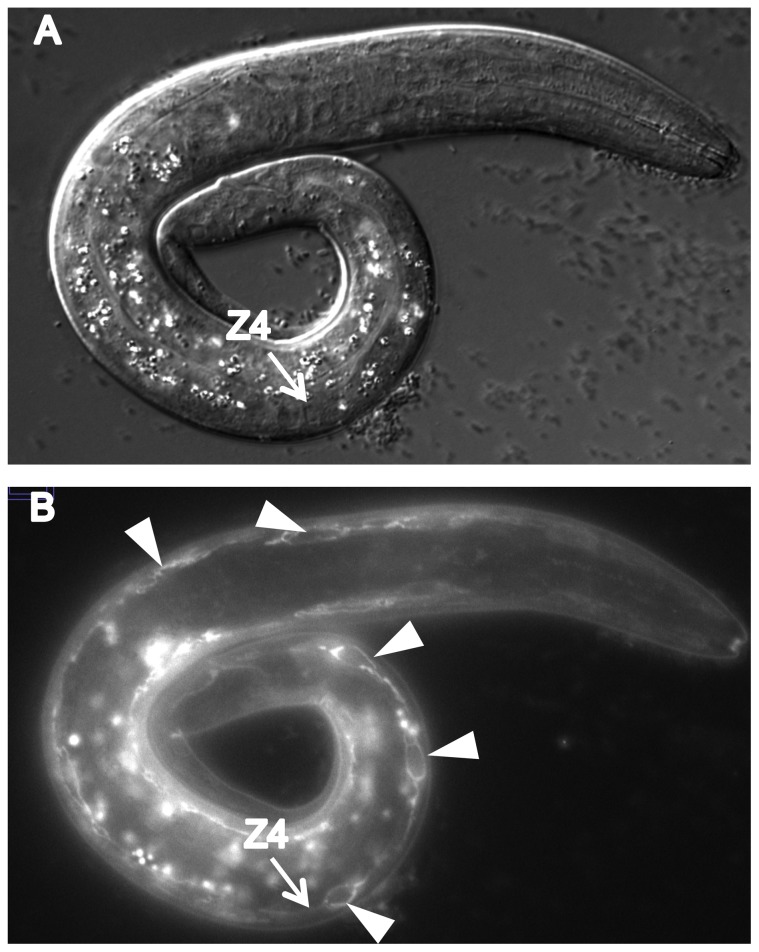 Figure 10