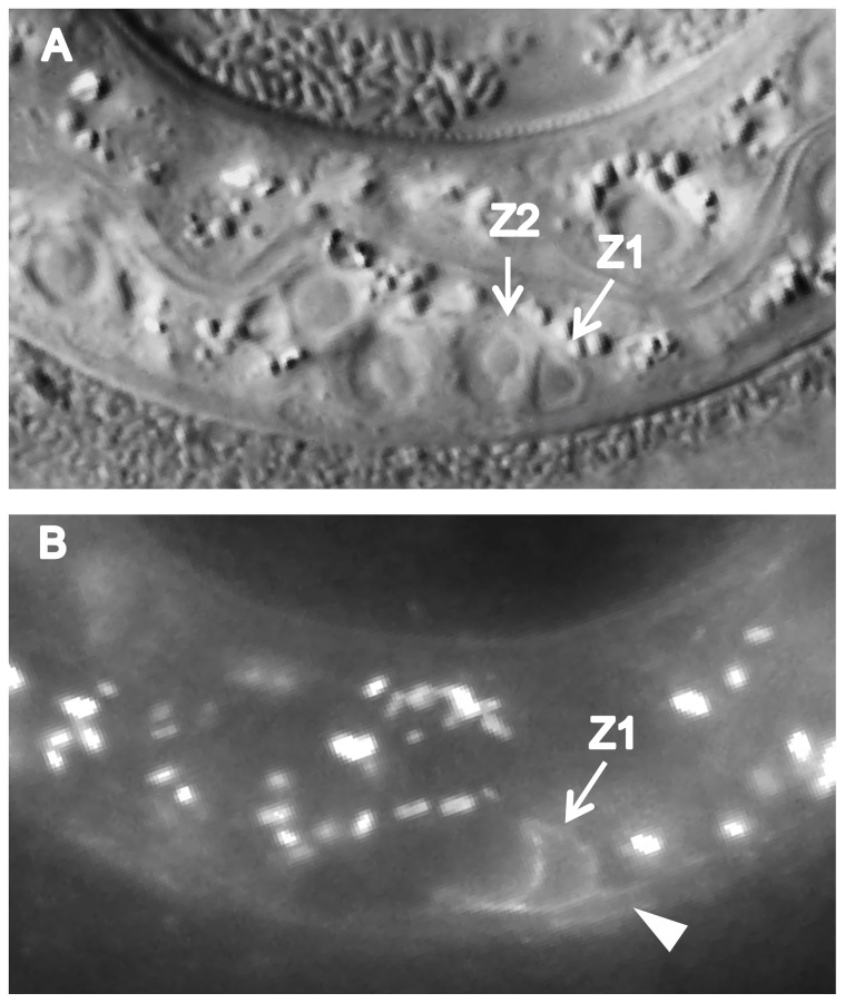 Figure 7