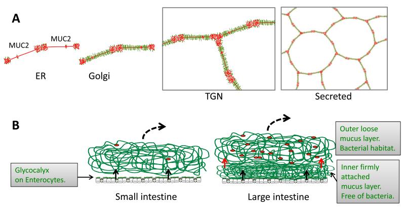 Fig.1