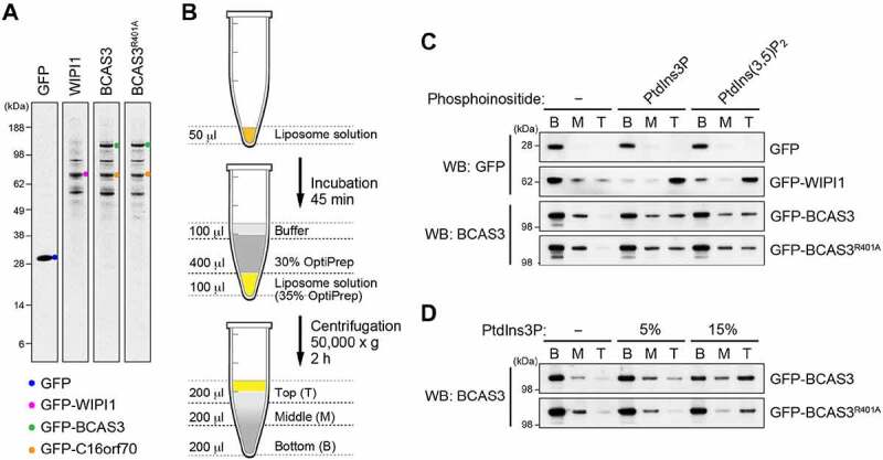 Figure 11.