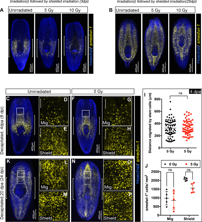 Figure 3—figure supplement 1.