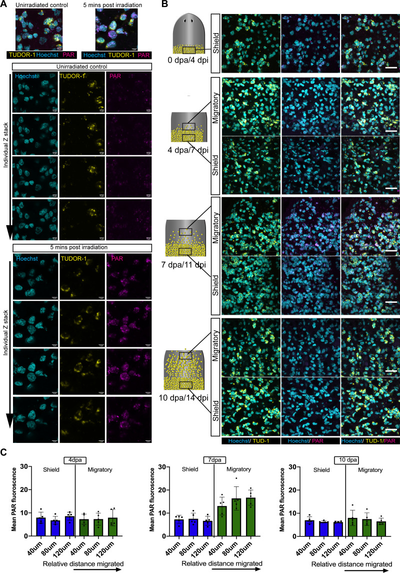 Figure 2—figure supplement 2.