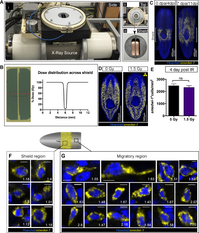 Figure 2—figure supplement 1.