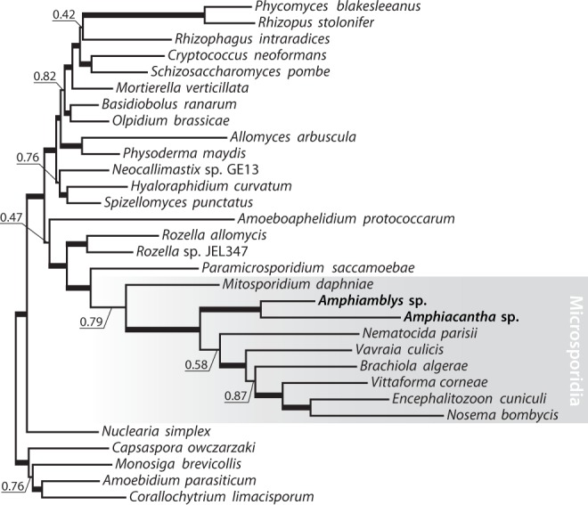 Fig. 1.—