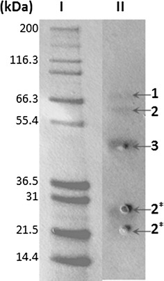 Fig. 5