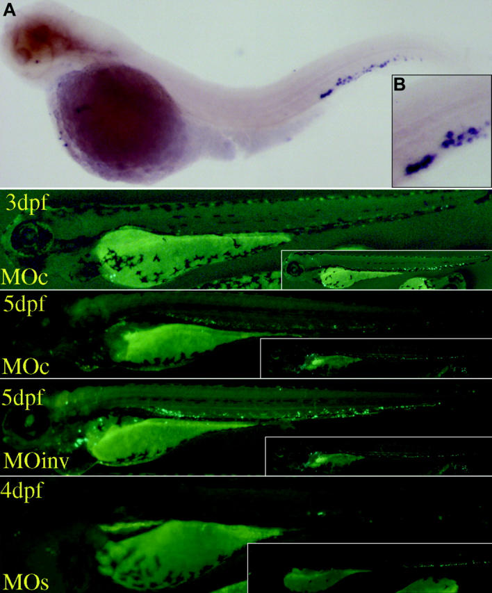 Figure 7.