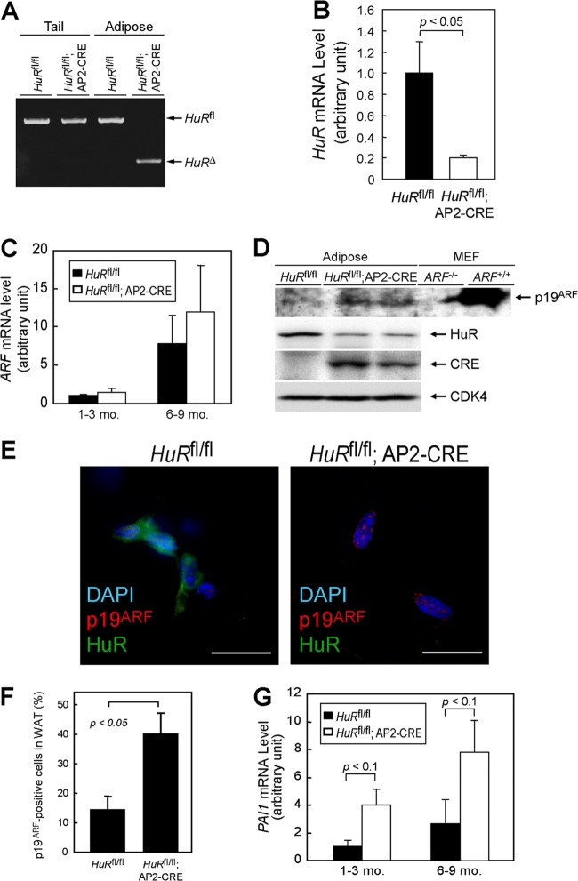 Fig 12