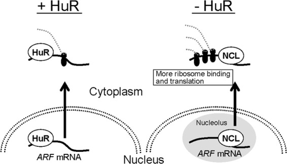 Fig 14