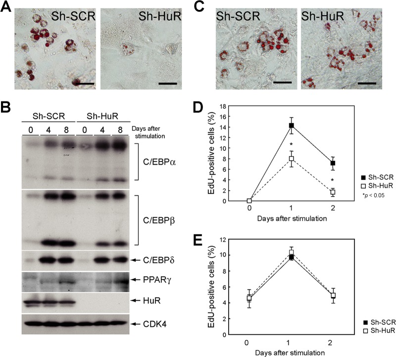 Fig 11