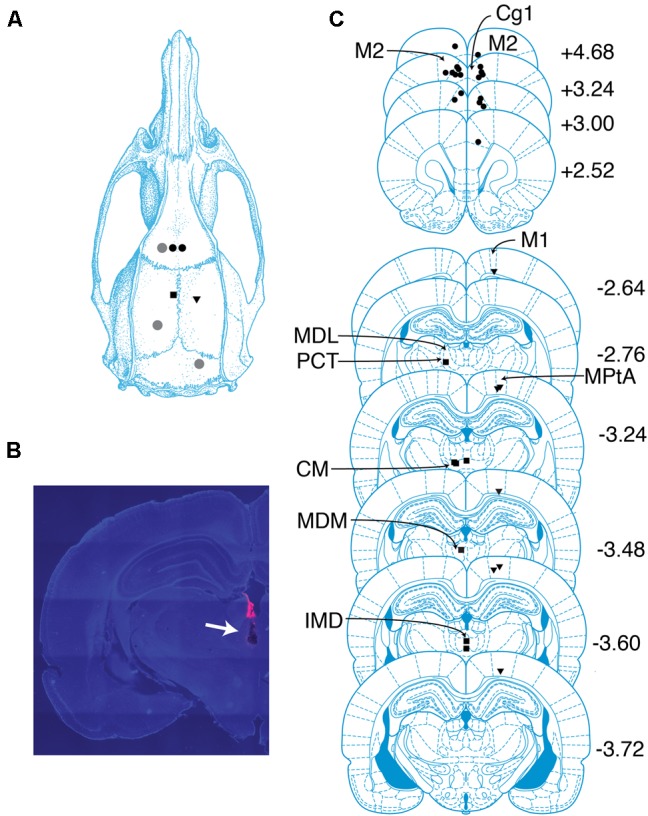 FIGURE 1