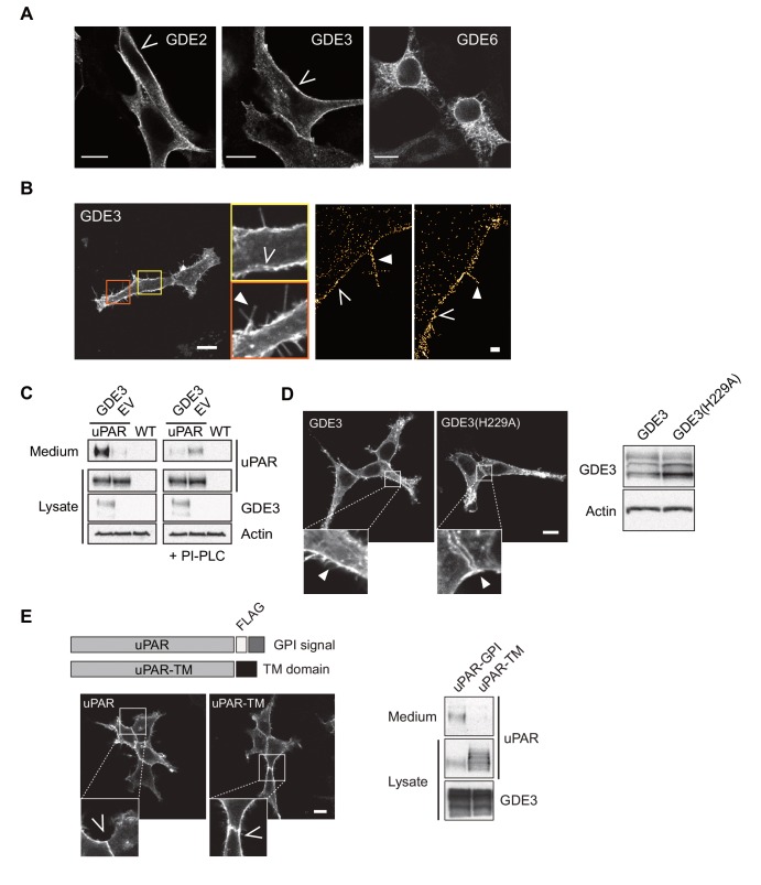 Figure 1—figure supplement 1.