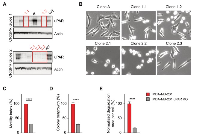 Figure 6—figure supplement 1.