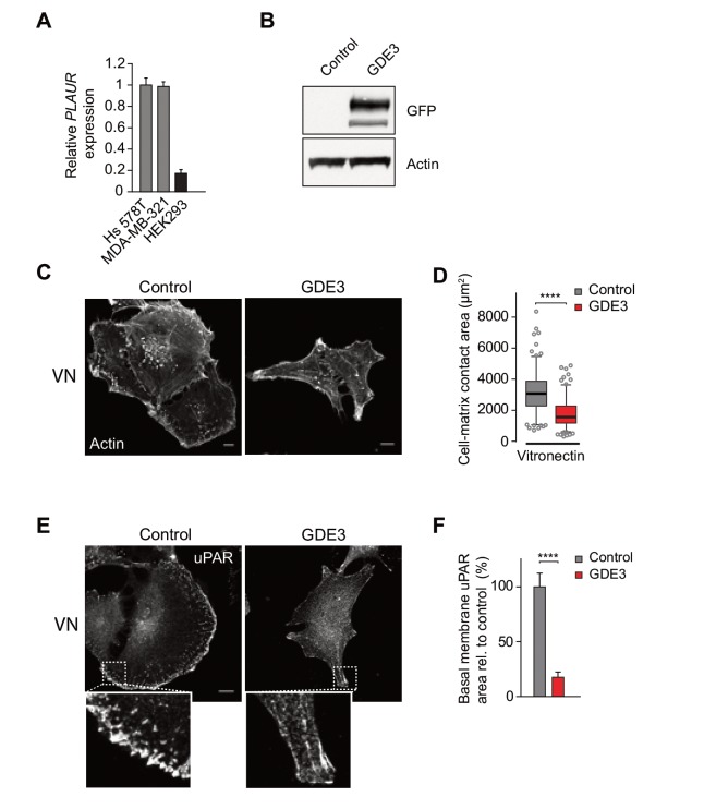 Figure 5—figure supplement 1.