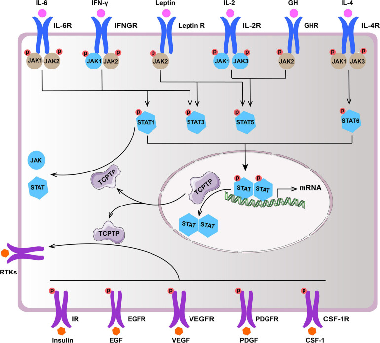 FIGURE 2