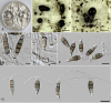 Figure 5