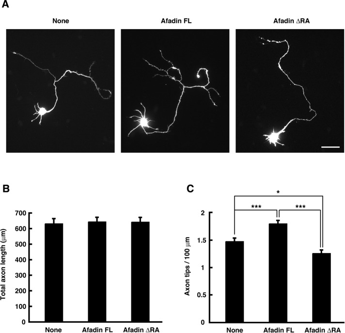 FIGURE 4: