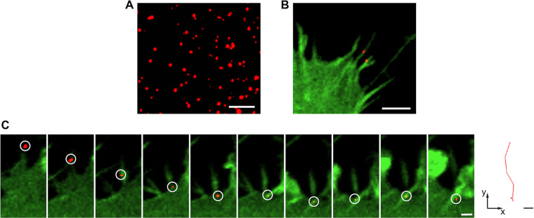 FIG 6