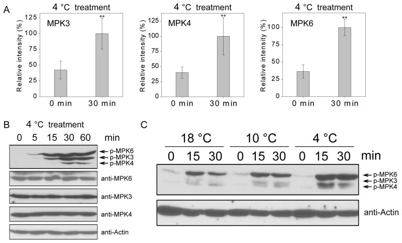 MAP kinase cascades regulate the cold response by modulating ICE1 ...