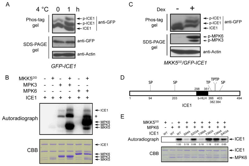 Figure 5