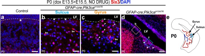 Figure 5—figure supplement 1.