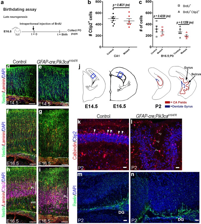 Figure 2—figure supplement 1.