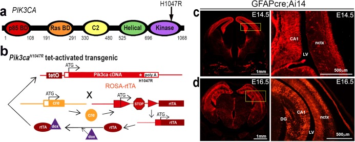 Figure 1—figure supplement 1.