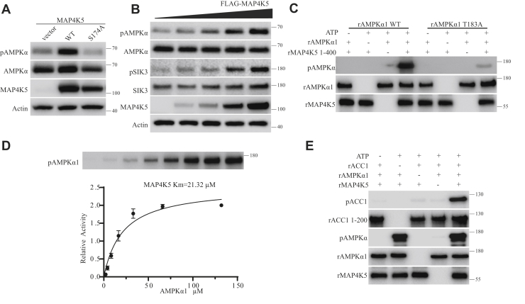 Figure 4