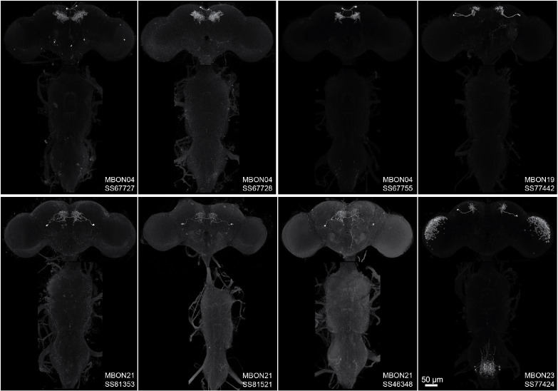 Figure 1—figure supplement 2.