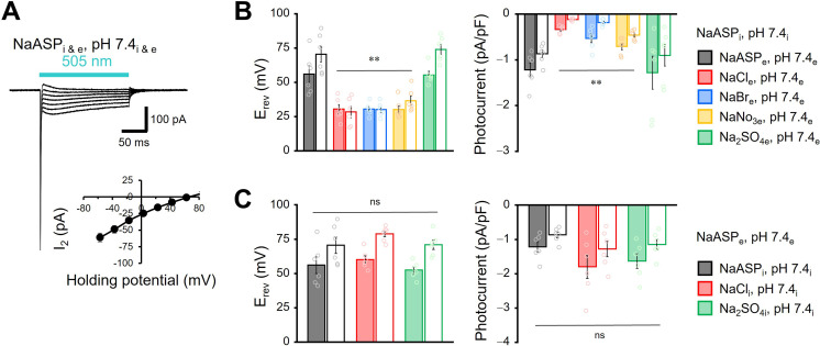 Figure 1—figure supplement 4.